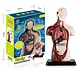 anatomy model toy