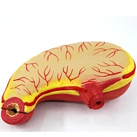 human stomach model