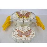 anatomy model