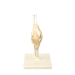 Human Knee Joint