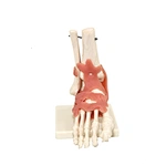 Skeleton Model of Human Foot