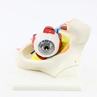 Human anatomy eye in orbit model 8parts for medical model