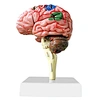 4D master mini size DIY human brain model for teaching model