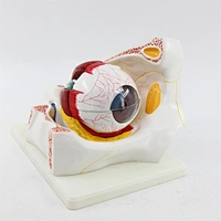 Hot sale human eye with orbit model anatomy model for teaching model