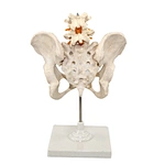 skeleton model