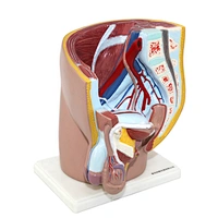 reproductive model