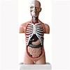 Model of human torso (mini size)
