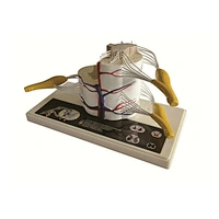 Deluxe Spinal Cord