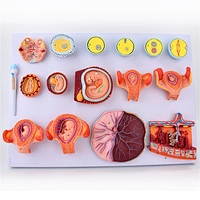 Human Fertilization and Development