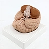 human brain model