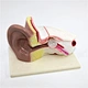 Plastic medical anatomical large size human ear model teaching model