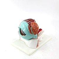 PVC human eye in orbit model for biology education model