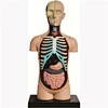 Model of human torso (mini size)