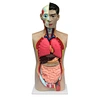 anatomy model