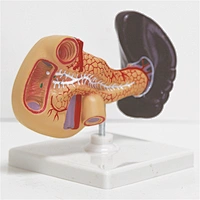 Model of Spleen Pancreas and Duodenum