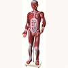 anatomical model
