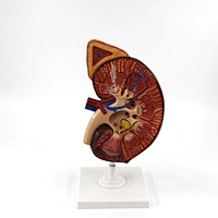urinary model