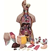 human torso model anatomy