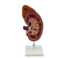 Human kidney model