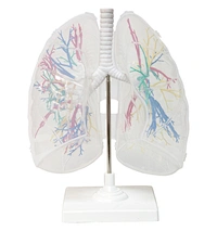 medical model