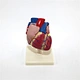 Anatomy model