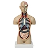 Model of human torso (mini size)
