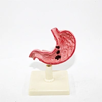 anatomy model