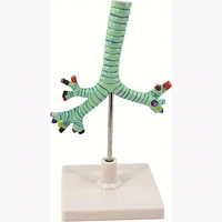 lung model