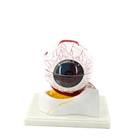 human eye anatomy model