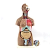 anatomy modelhuman model anatomy