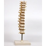human skeleton