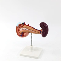 Model of Spleen Pancreas and Duodenum
