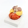 medical brain model
