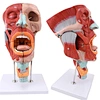 Enlarged Nose, Mouth, Pharynx and Larynx