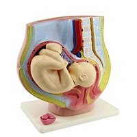 anatomical model