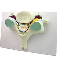 5th Cervical Vertebra