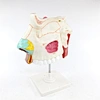 anatomy model