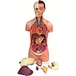 Human torso (Unisex)