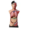 Human Torso Model（65cm）