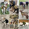 best dog bark collar
