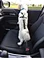 smart dog collar