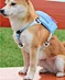 best airline dog carrier