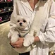 canvas tote pet carrier