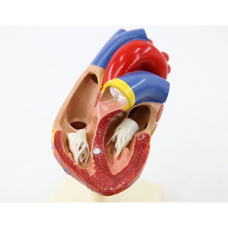 Human life-size heart 2 parts