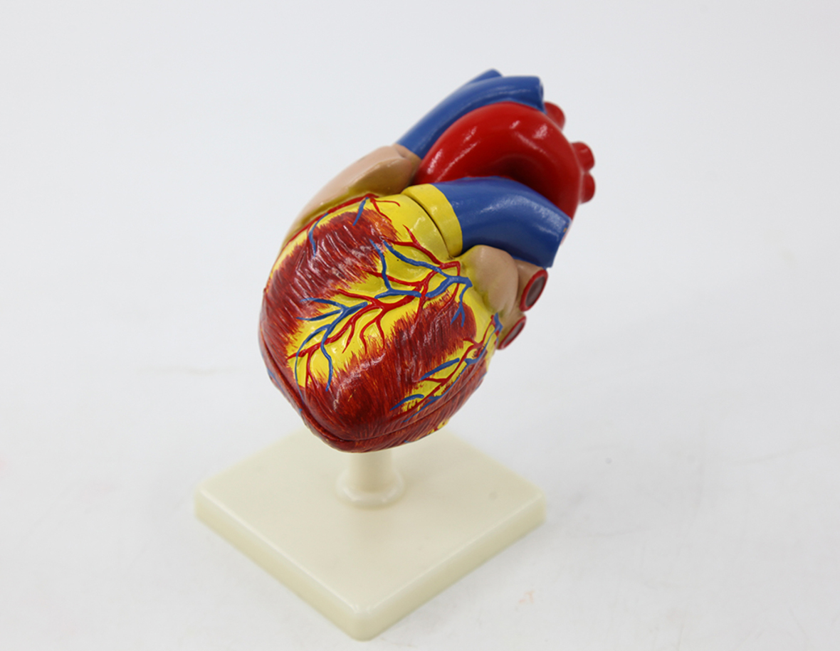 Human life-size heart 2 parts