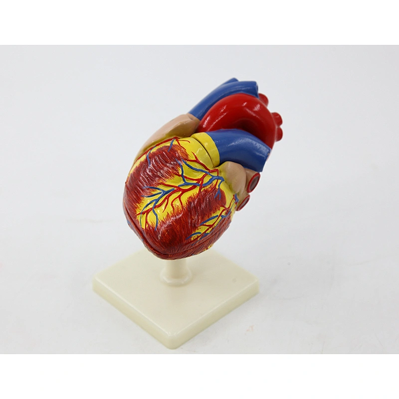 Human life-size heart 2 parts