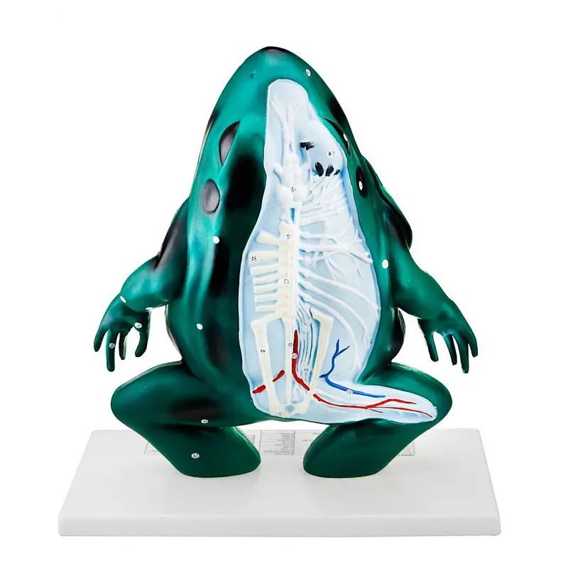 Frog Anatomical Model Animal Skeleton Model Frog Skeleton Educational Model Demonstration Model for Medical School Student Teaching Aid Tool