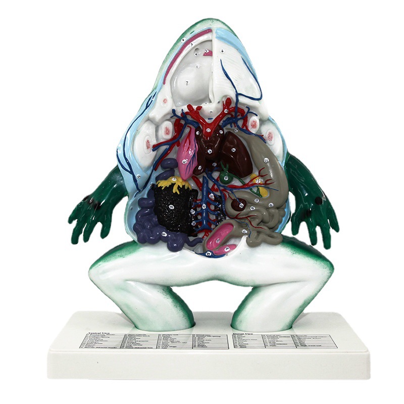 Frog Anatomical Model Animal Skeleton Model Frog Skeleton Educational Model Demonstration Model for Medical School Student Teaching Aid Tool