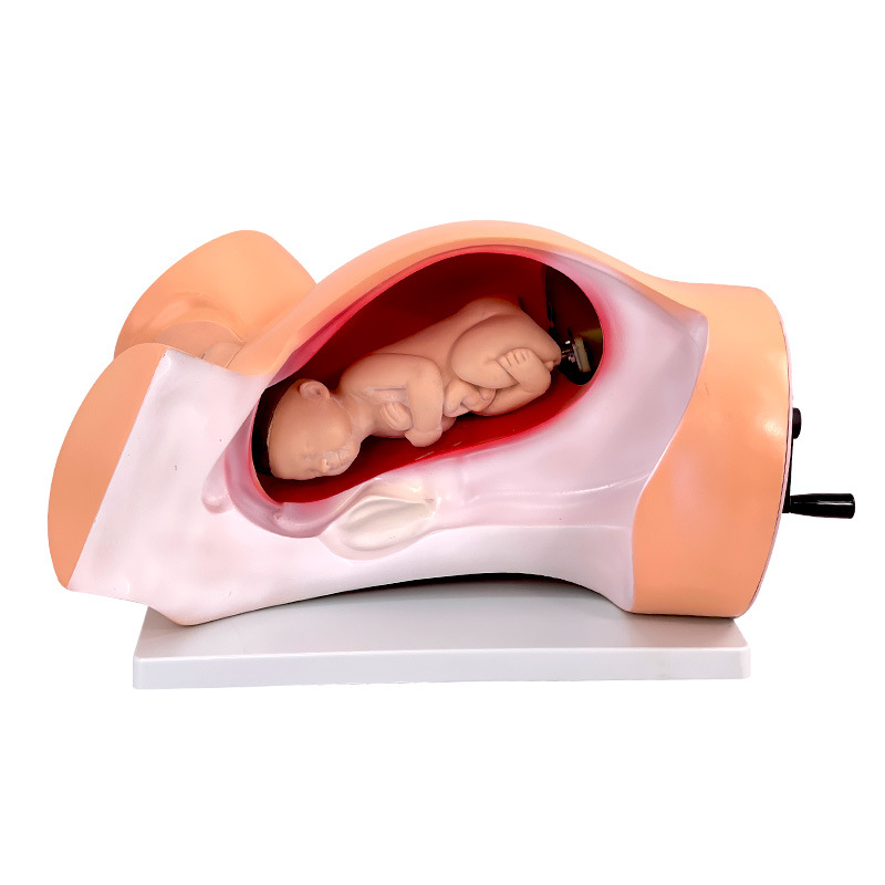 Delivery Demonstration Simulator Obstetrical Birth Manikin