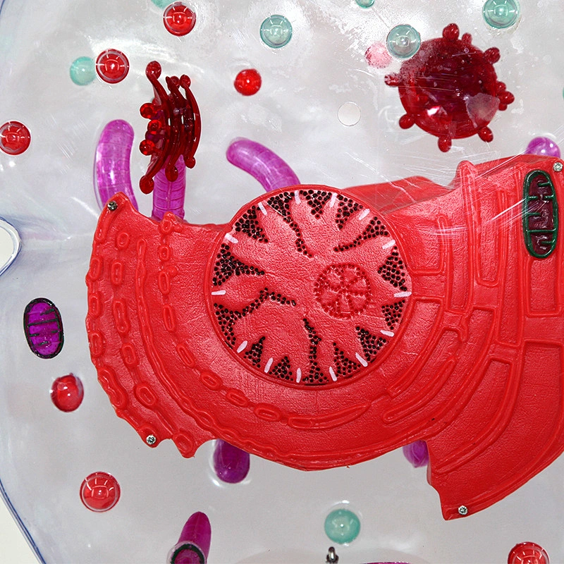Microstructural Cell Model Biology Model Magnification 20,000 Times Anatomy Cell Structure Model for Eukaryotic Cell Medical Teaching Aid